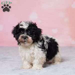 Muffin, Havanese Puppy